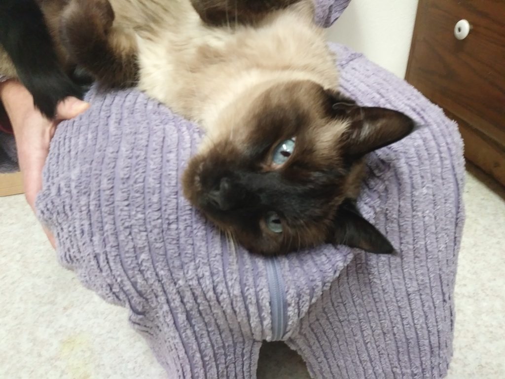 Gremlin | Animal Rescue of Southern Illinois