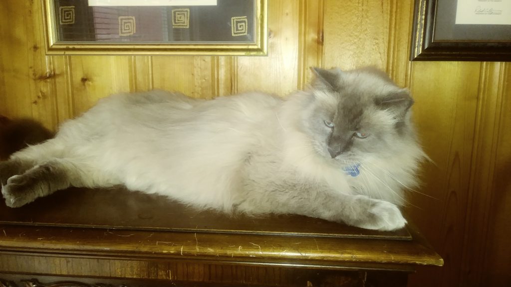 Sass | Animal Rescue of Southern Illinois