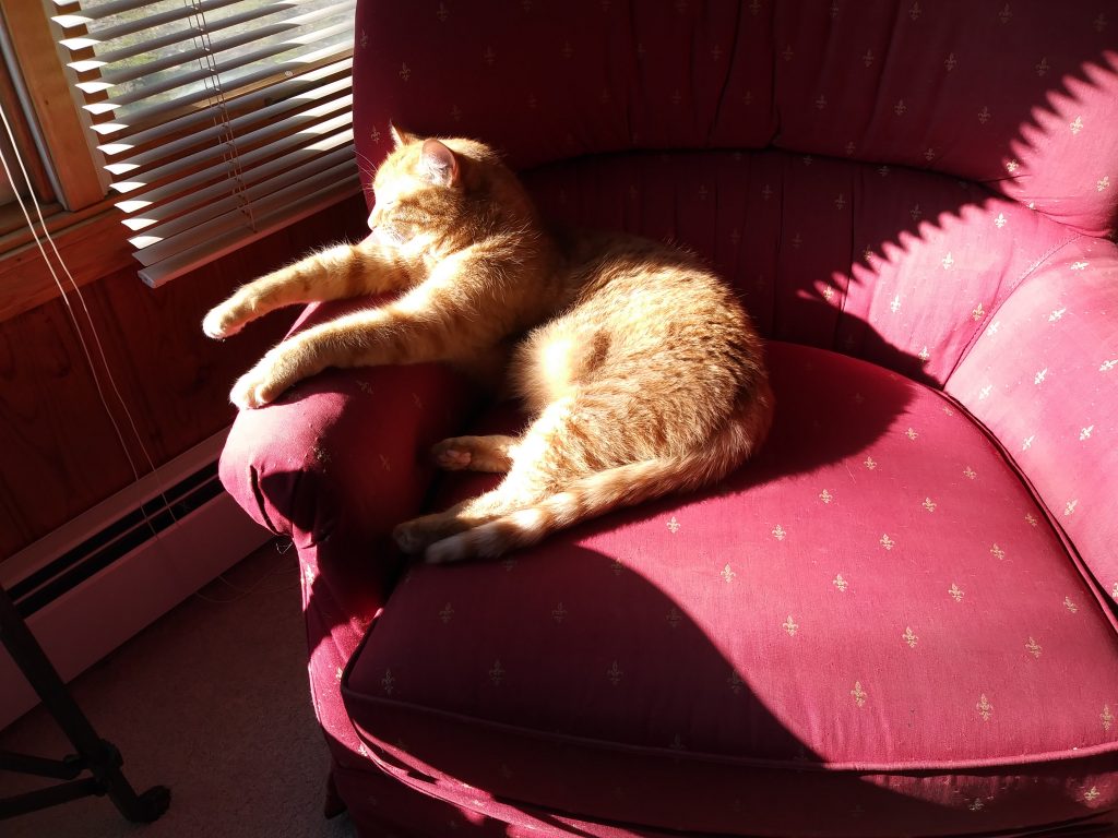 That One | Animal Rescue of Southern Illinois
