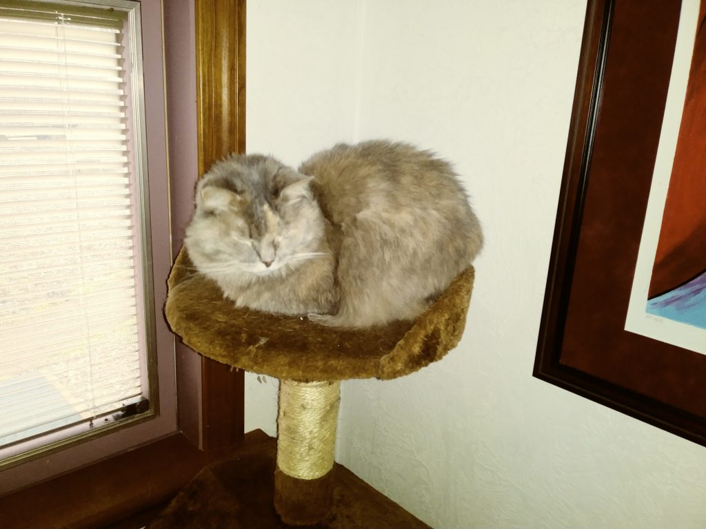 Petunia | Animal Rescue of Southern Illinois
