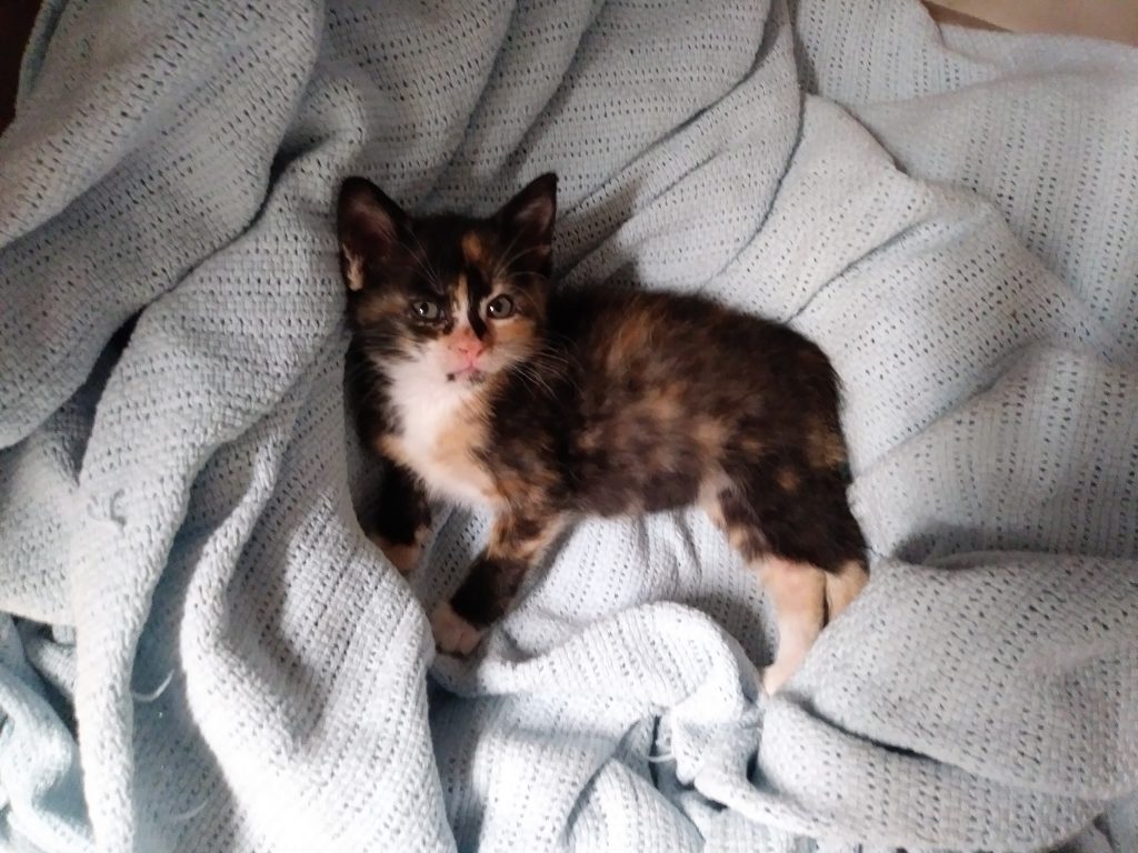 Quince aka Little Buttons | Animal Rescue of Southern Illinois