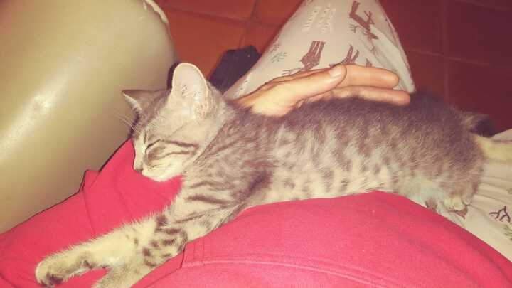 Olivia | Animal Rescue of Southern Illinois